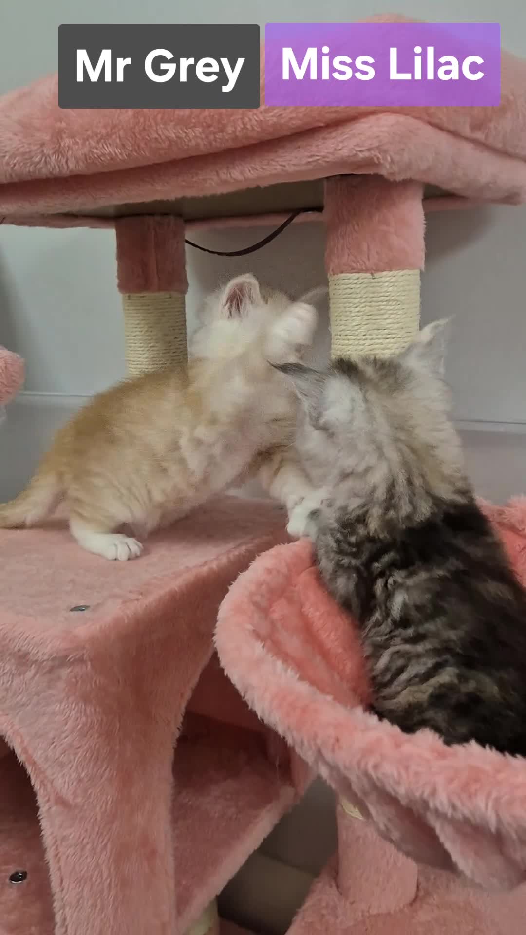 Maine Coon cats for sale: GCCF Pedigree Rare Red Shaded Silver Maine Coons - Video 1