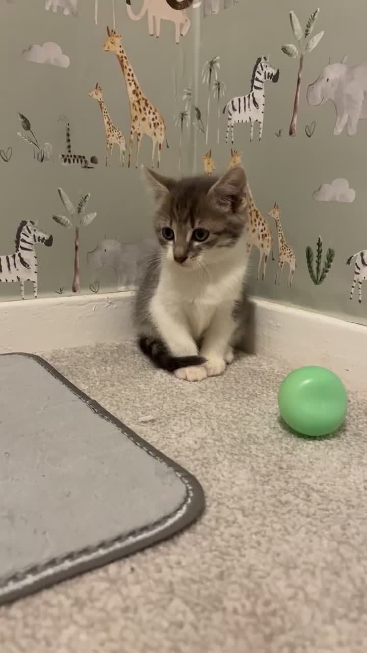 Domestic Shorthair cats for sale: Bueno & Oreo  - Video 1