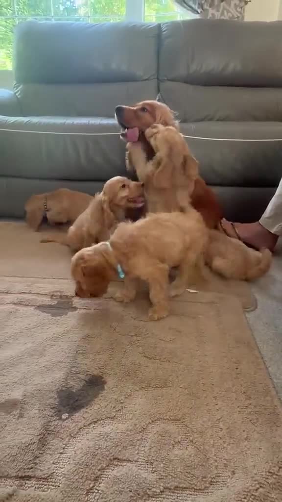 Cockapoo dogs for sale: OUTSTANDINGADORABLE F1 SHOW TYPE COCKAPOO - Video 2
