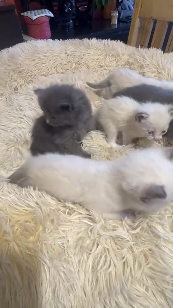 Ragdoll cats for sale: Adorable Ragdoll X Kittens - Video 1