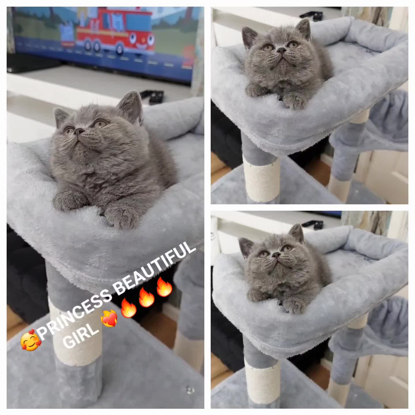 British Shorthair cats for sale: 💥CHAMPION💥SIRED💥🏆FEMALE😍🔥 in Dudley - Video 3