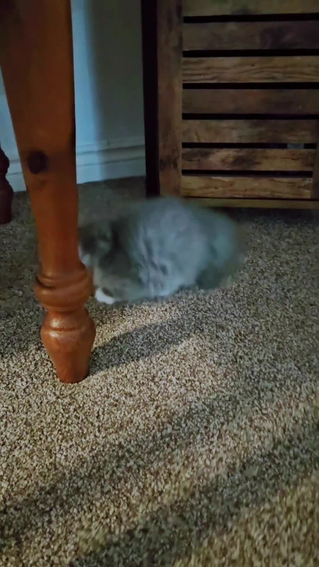 Persian cats for sale: Stuning Persian Girl - Video 1