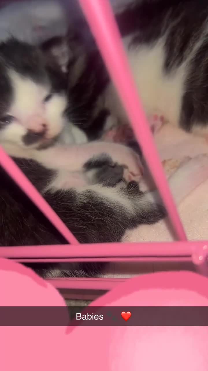 Mixed Breed cats for sale: 3 beautiful babies  - Video 2