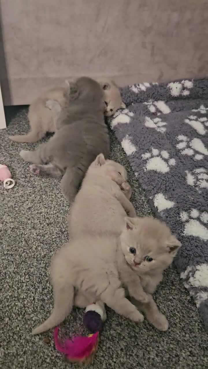 British Shorthair cats for sale:  *READY TO GO* beautiful British shorthair/ long - Video 2
