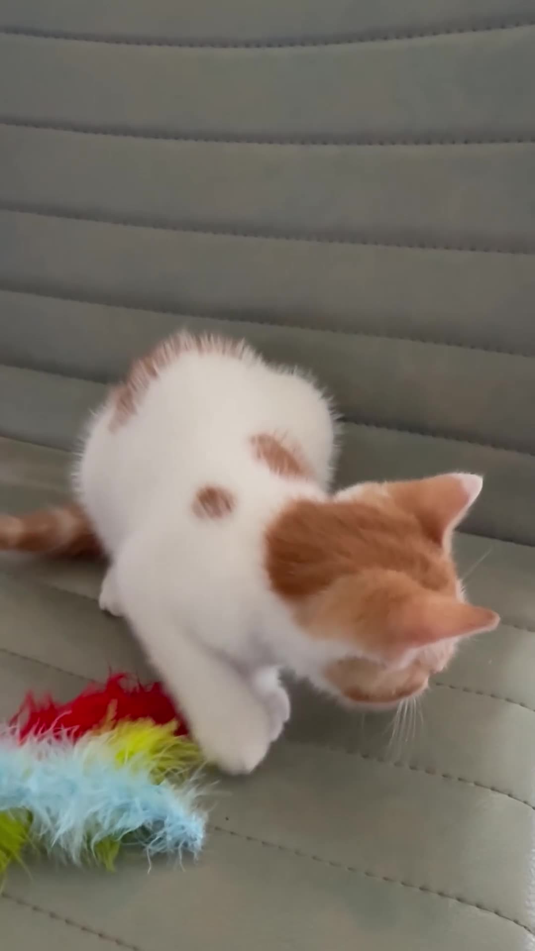 Mixed Breed cats for sale: Kittens Ready Now - Video 1