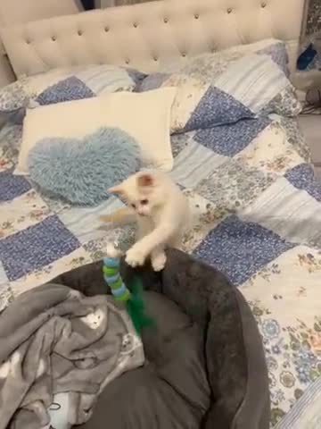 Ragdoll cats for sale: Ragdoll white kitten very friendly  - Video 1