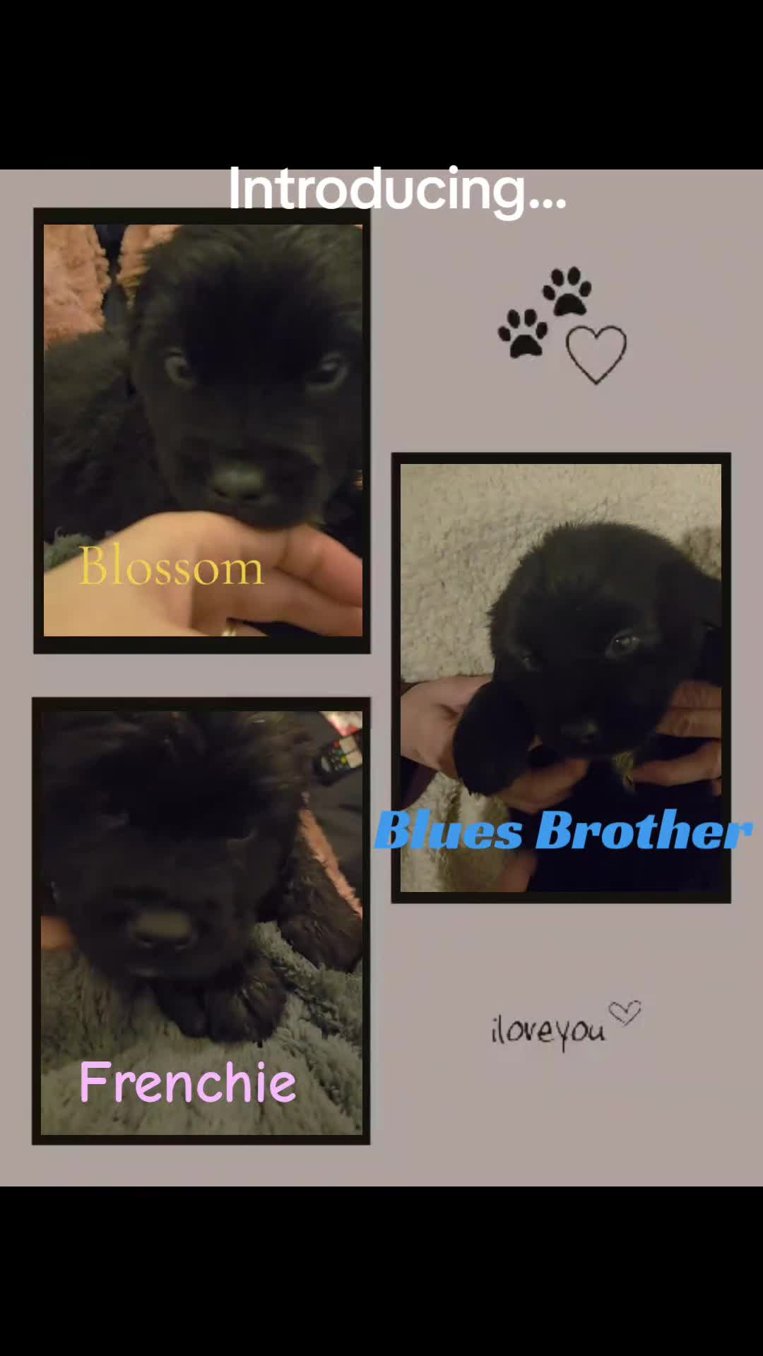 Mixed Breed dogs for sale: Gorgeous St Bernewfie Puppies  - Video 2