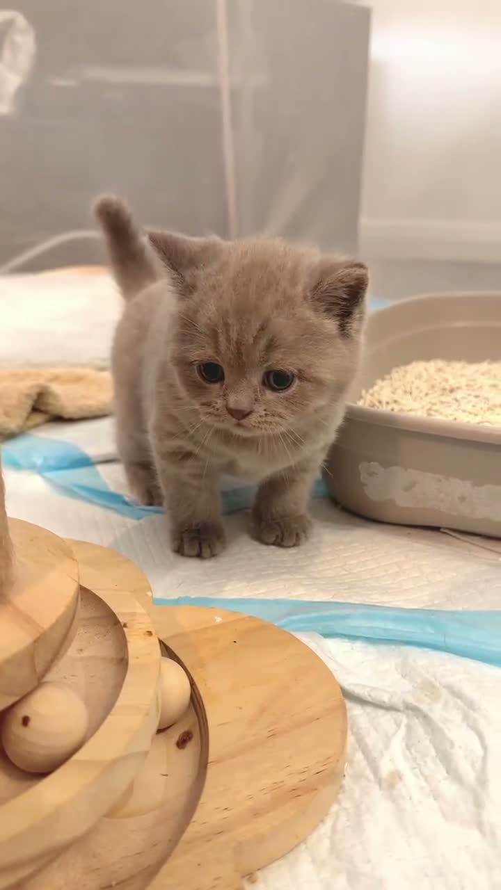 British Shorthair cats for sale: TICA Registered Lilac BSH Kitten – Champion Dad - Video 2