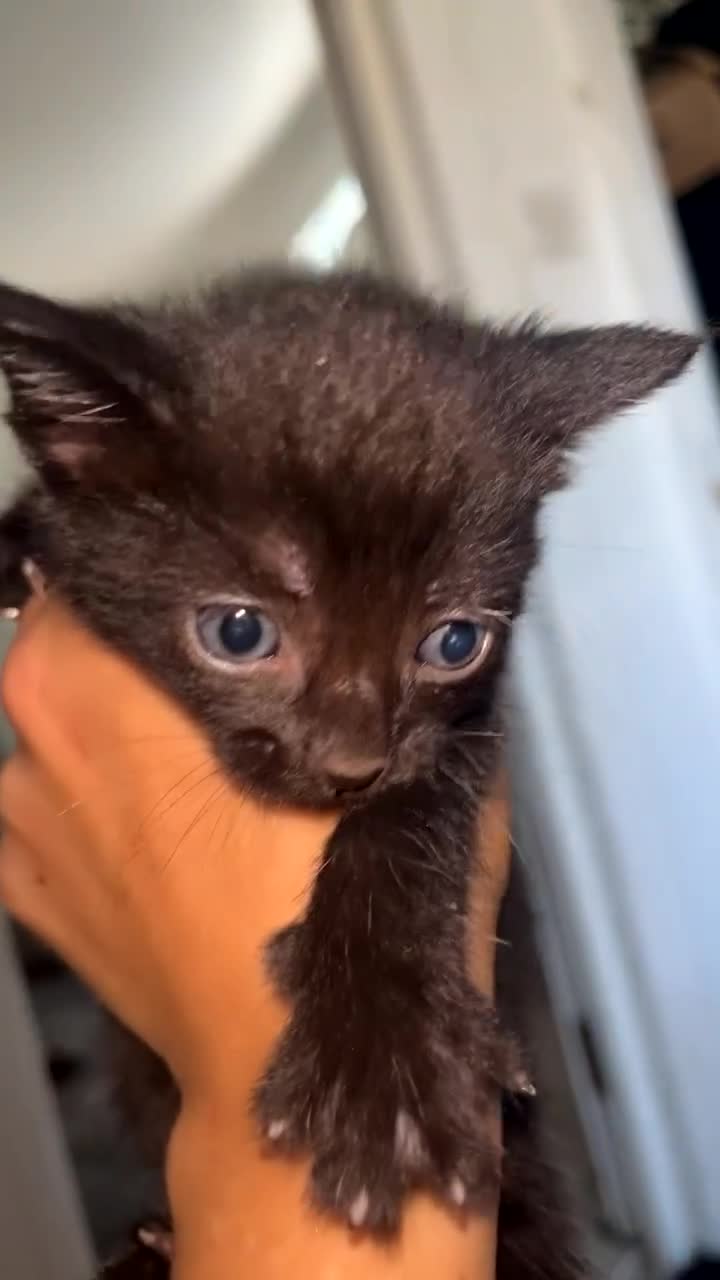 British Shorthair cats for sale: British shorthair x bengal - Video 1