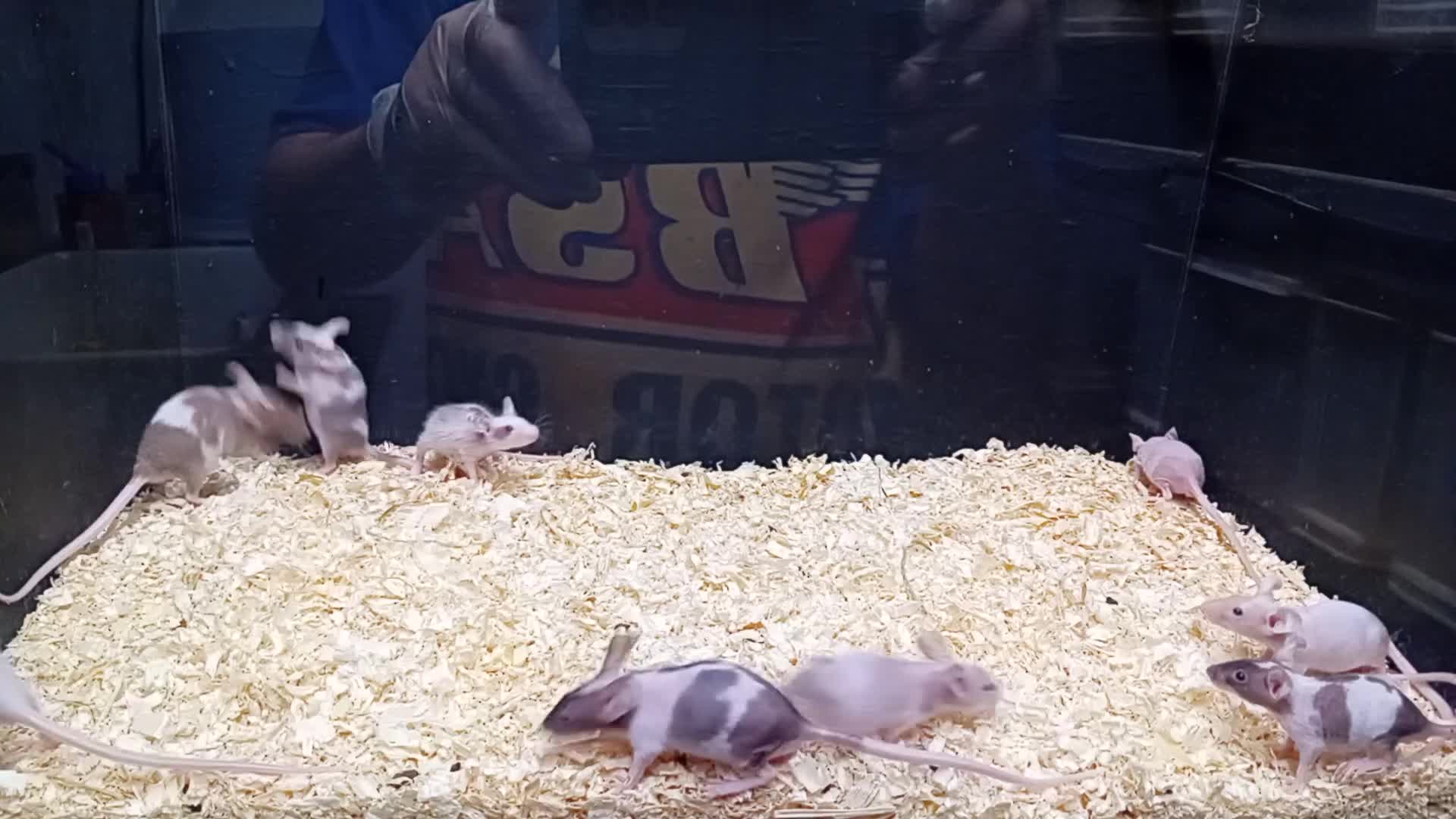 Mouse rodents for sale: Baby Fancy Mice Females  - Video 1