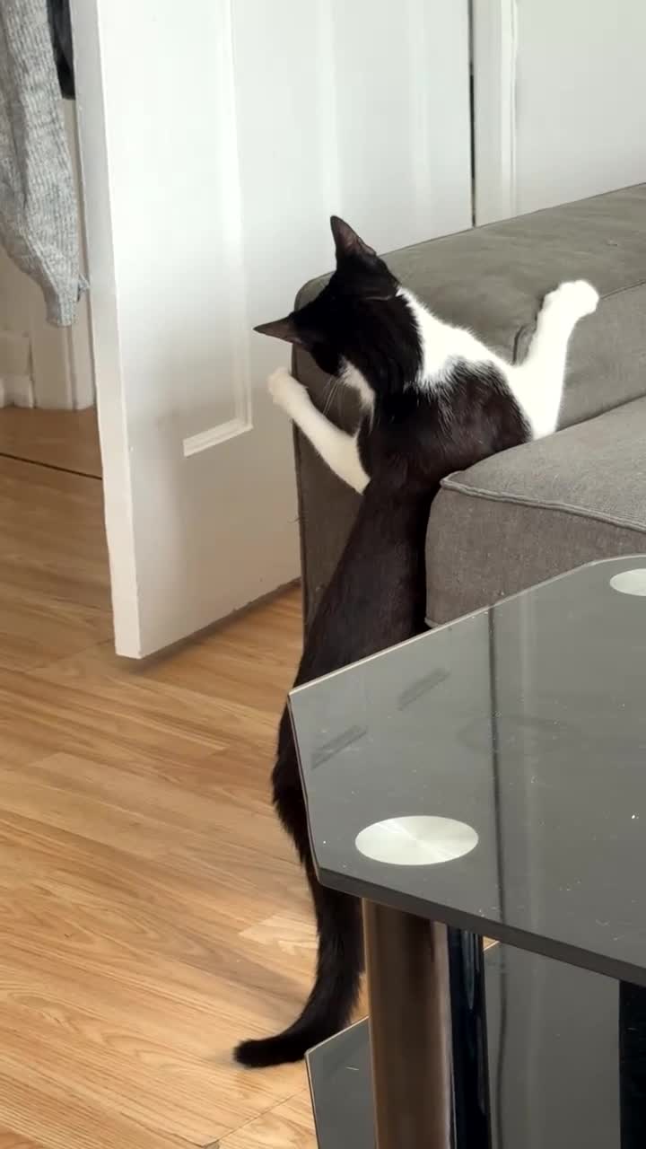 Domestic Shorthair cats for sale: Looking to rehome mother and kittens in Cambridge - Video 1