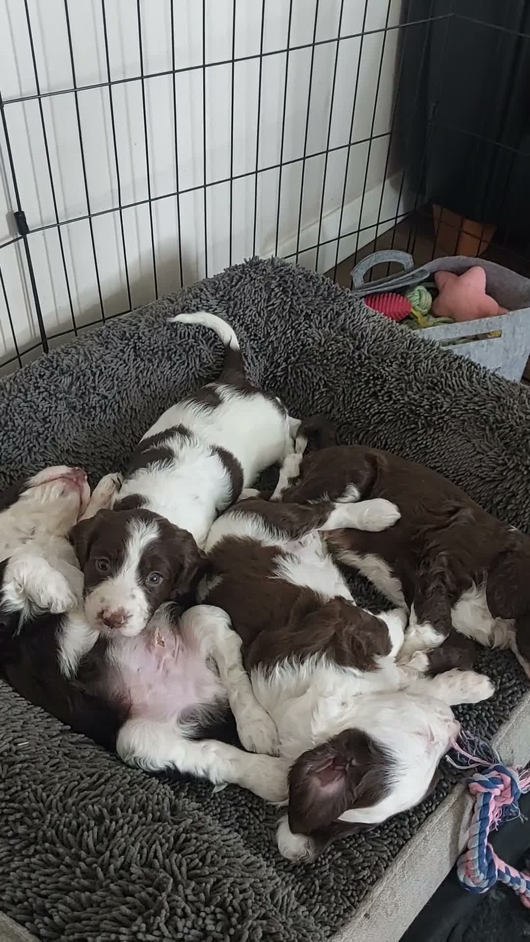 Mixed Breed dogs for sale: Beautiful baby Betty's  in Mexborough - Video 1
