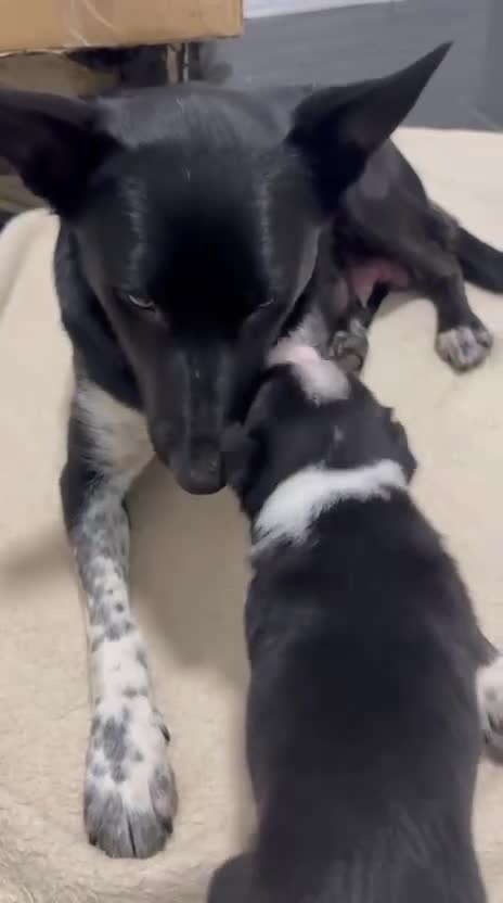 Border Collie dogs for sale: Border Collie Puppies  - Video 1