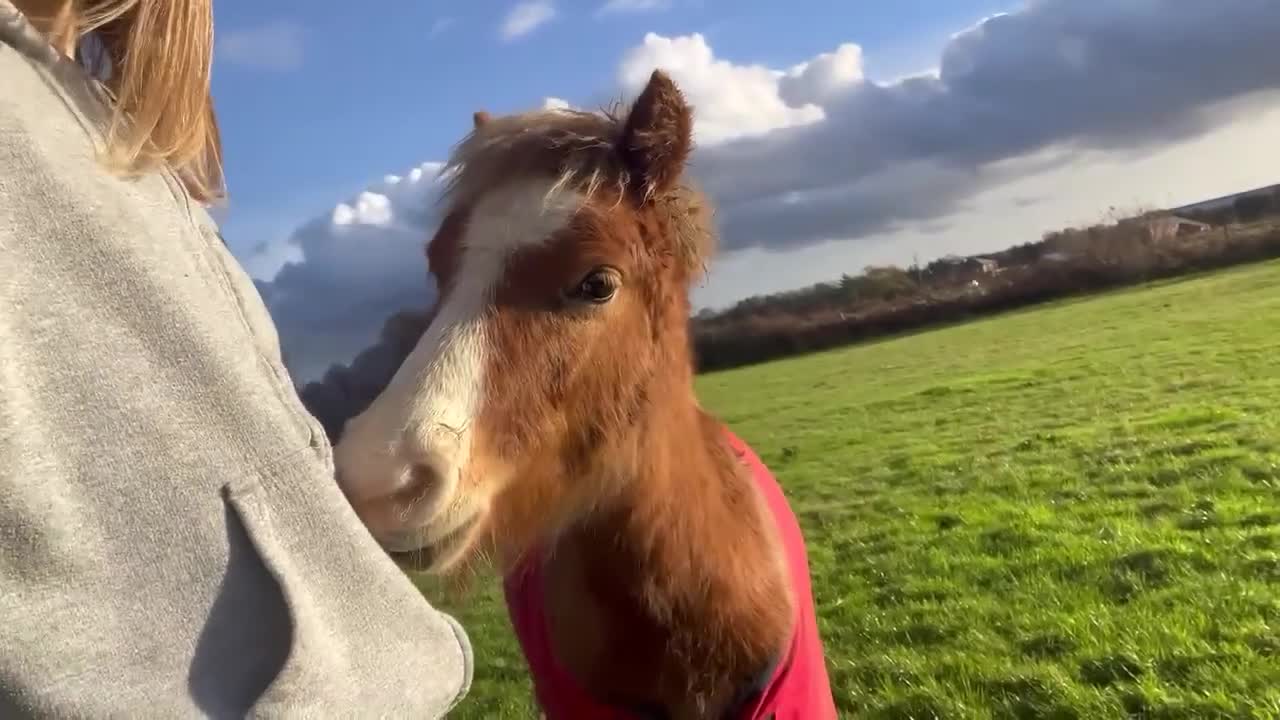 Welsh Section A horses for sale: Tame Gelding etm 11.2hh Kids Lead Rein Riding Pony - Video 1