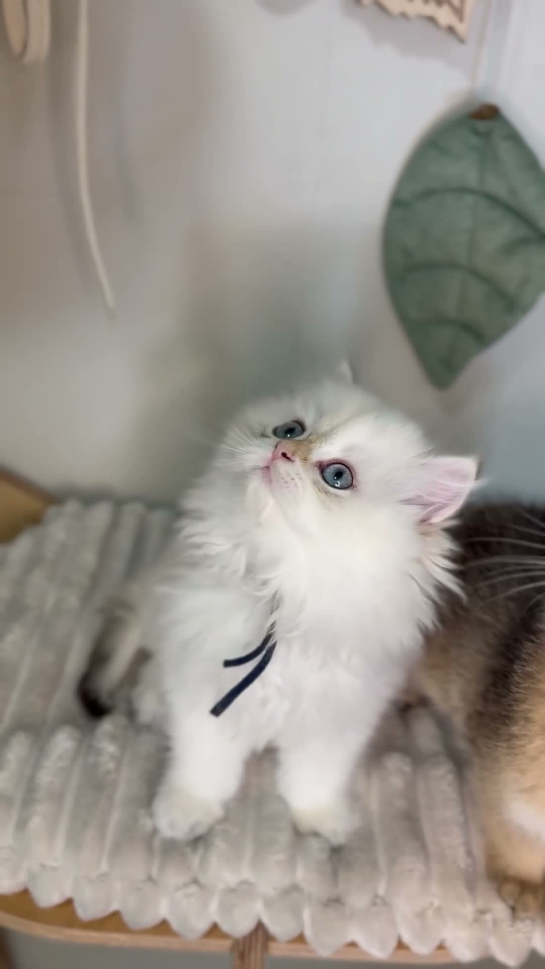 British Longhair cats for sale: Vet bred teddybear lap cats gccf - Video 2