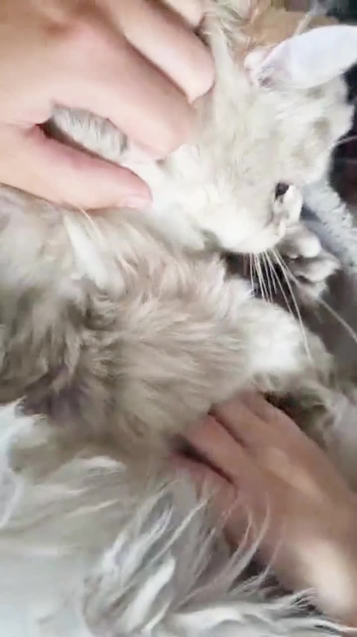 British Longhair cats for sale: Friendly Adult Male 🤍🐾 - Video 1