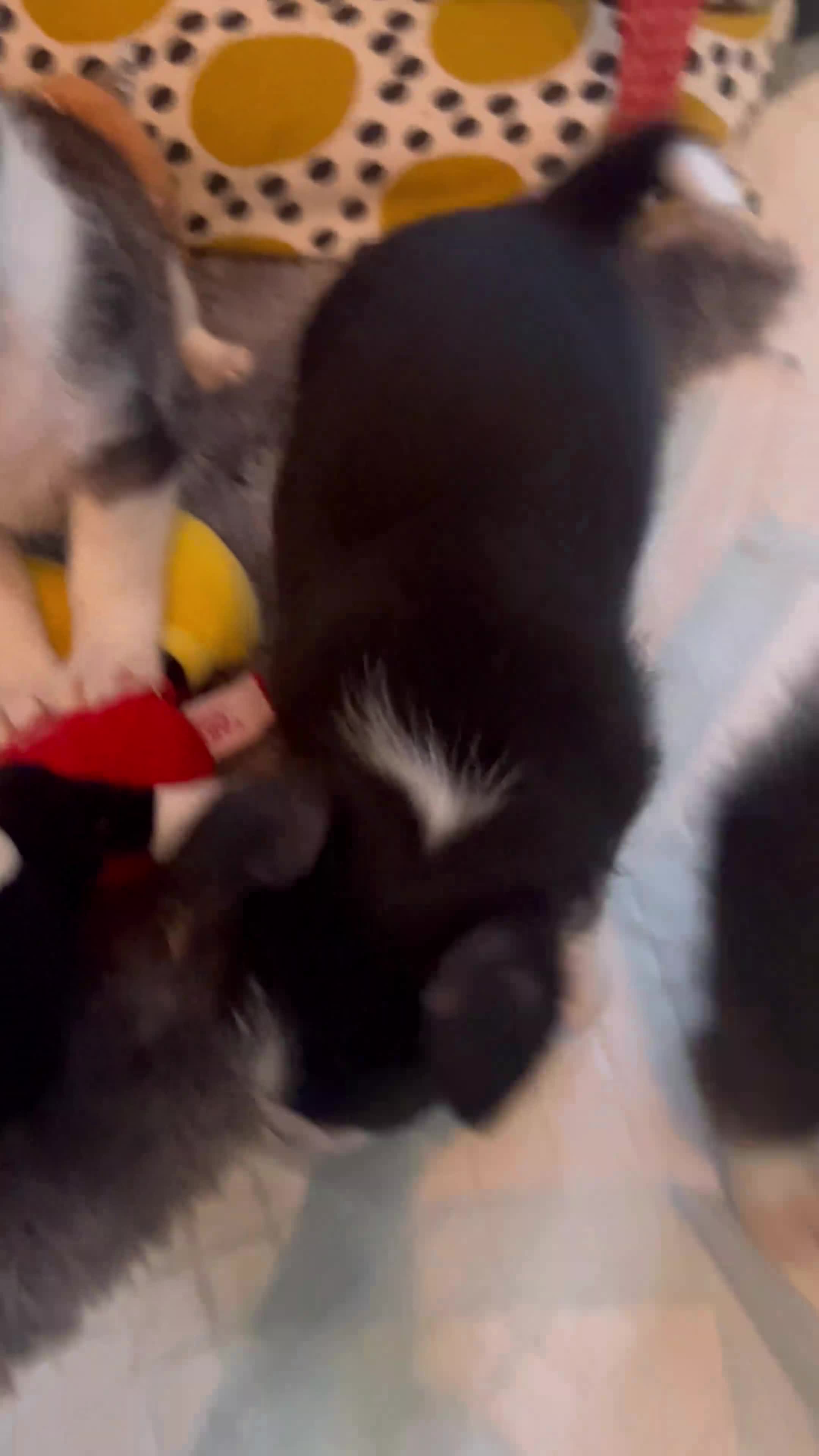 Mixed Breed dogs for sale: Adorable Malchi puppies available 🐶 - Video 1