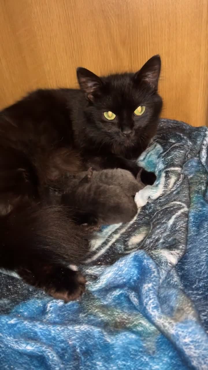 British Longhair cats for sale: Two beautiful kittens  - Video 3