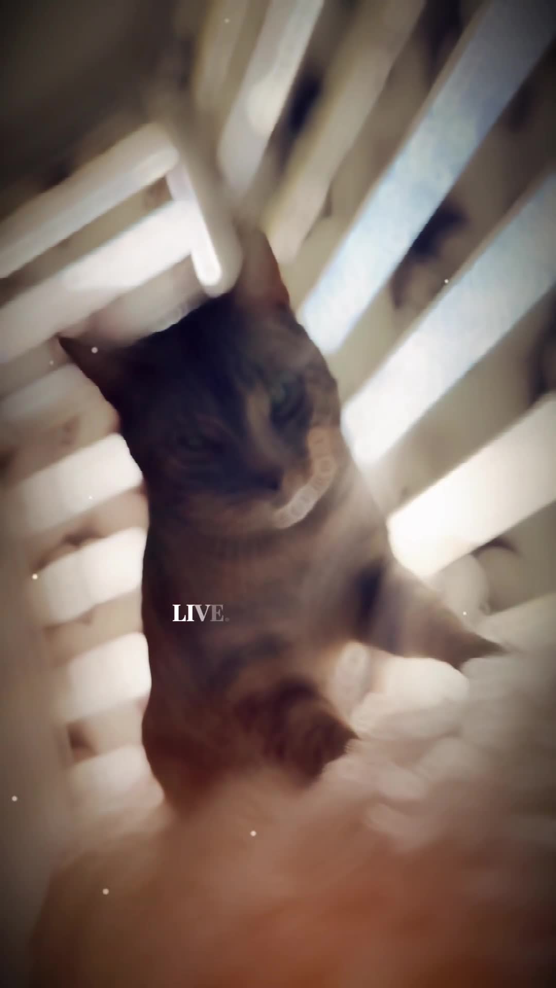 Egyptian Mau cats for sale: TICA SILK SMOKE PANTHER ED. EGYPTIAN MAU X BENGAL - Video 1