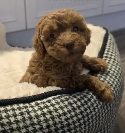Toy Poodle dogs for sale: Beautiful RED & APRICOT Toy Poodles  - Video 1