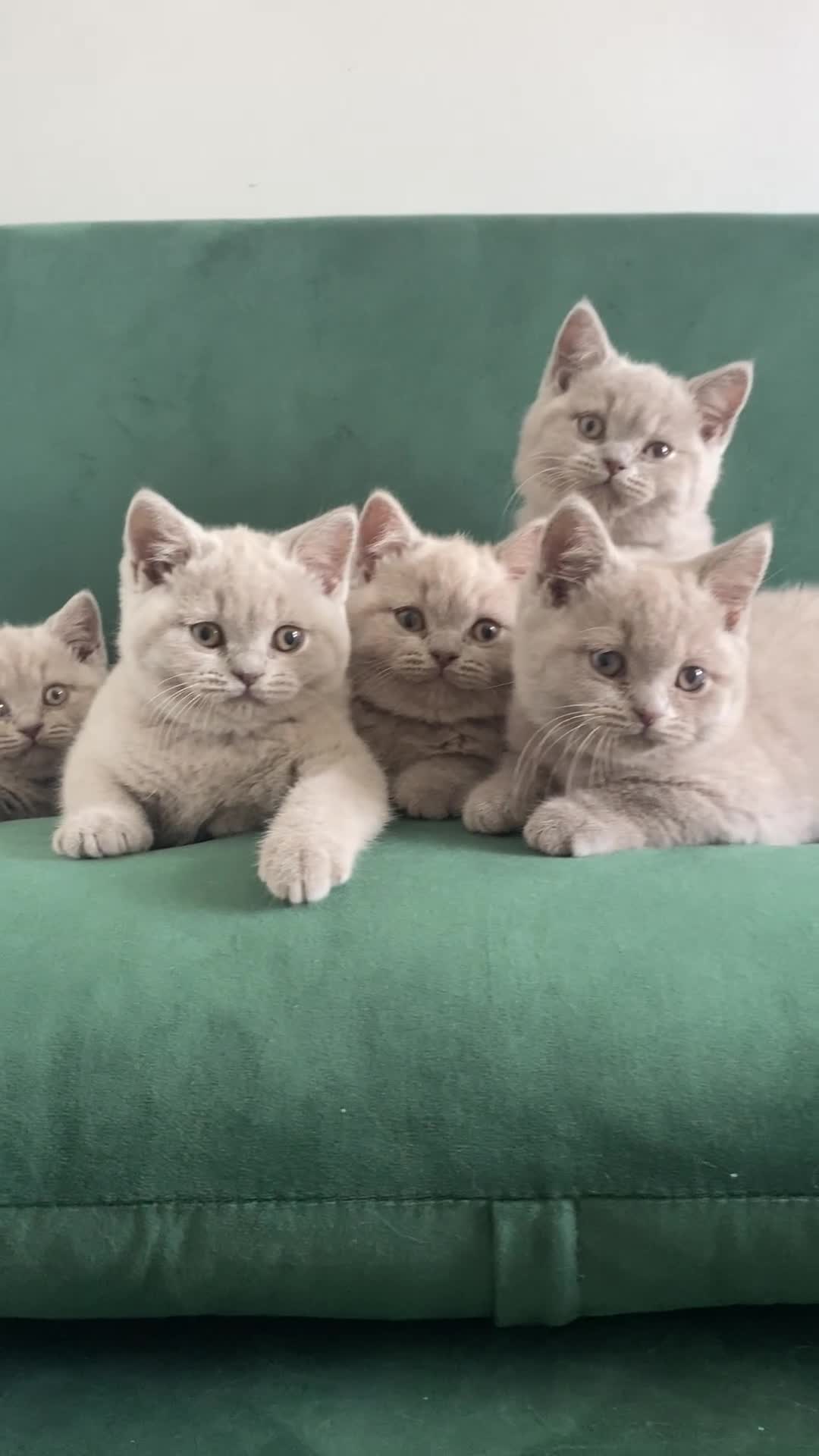 British Shorthair cats for sale: GCCF -SPECTACULAR  -British Shorthair kittens  - Video 1