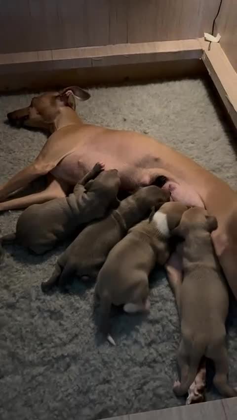 Italian Greyhound dogs for sale: Italian Greyhounds Raised in Loving Home - Video 3