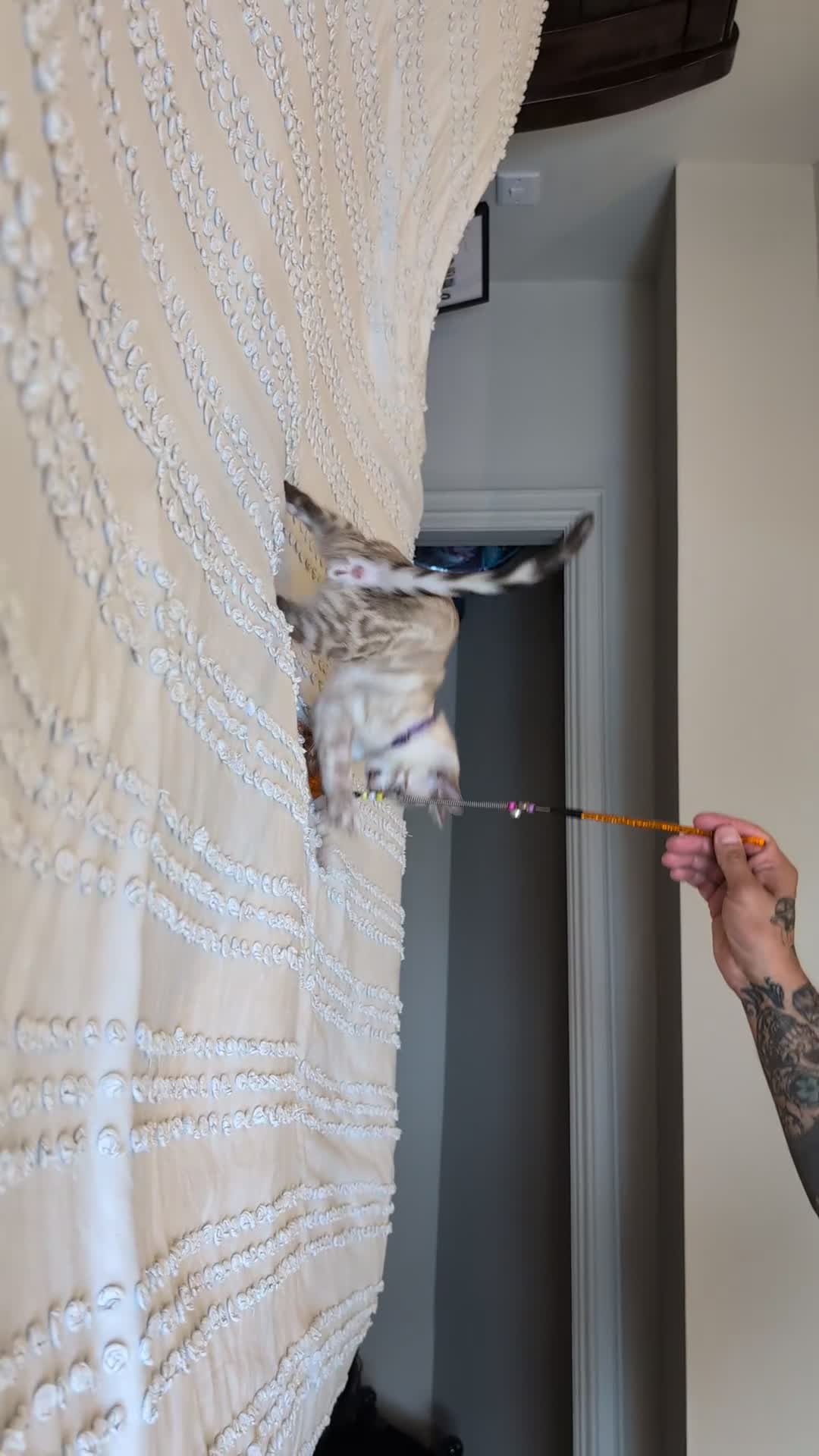 Bengal cats for sale: 🤍🖤🩶 Bengal Kittens 🩶🖤🤍 in Barnoldswick - Video 2