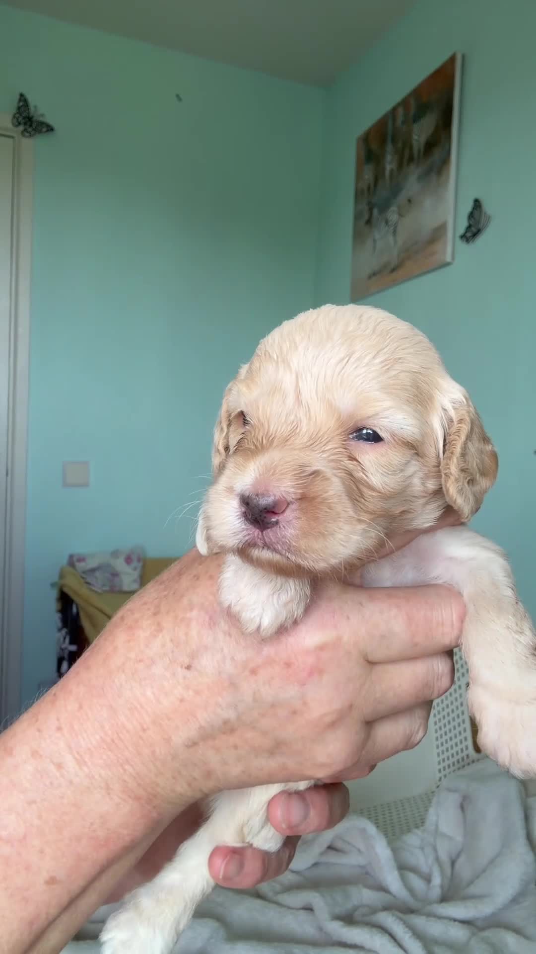 Cockapoo dogs for sale: Cockapoo Puppies in Totnes - Video 5