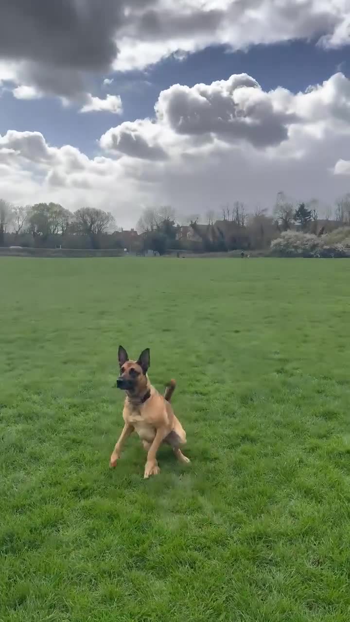 Belgian Shepherd Dog dogs for sale: Jamie 4 year old cross breed Belgian Mealios  - Video 1