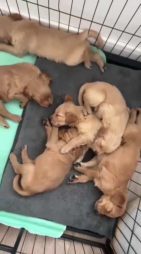 Golden Retriever dogs for sale: Working Line KC reg golden retriever puppies  - Video 5