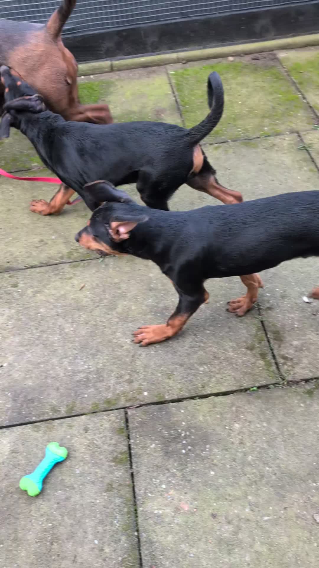 Mixed Breed dogs for sale: 1 boy available🐕🐾Kelpie x Chinese Red Dog - Video 1