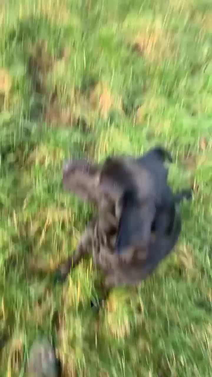 Labrador Retriever dogs for sale: Labrador puppy’s pups pup puppies puppy  - Video 1