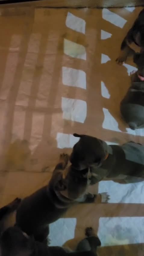 French Bulldog dogs for sale: Beautiful litter of French Bulldogs - Video 1