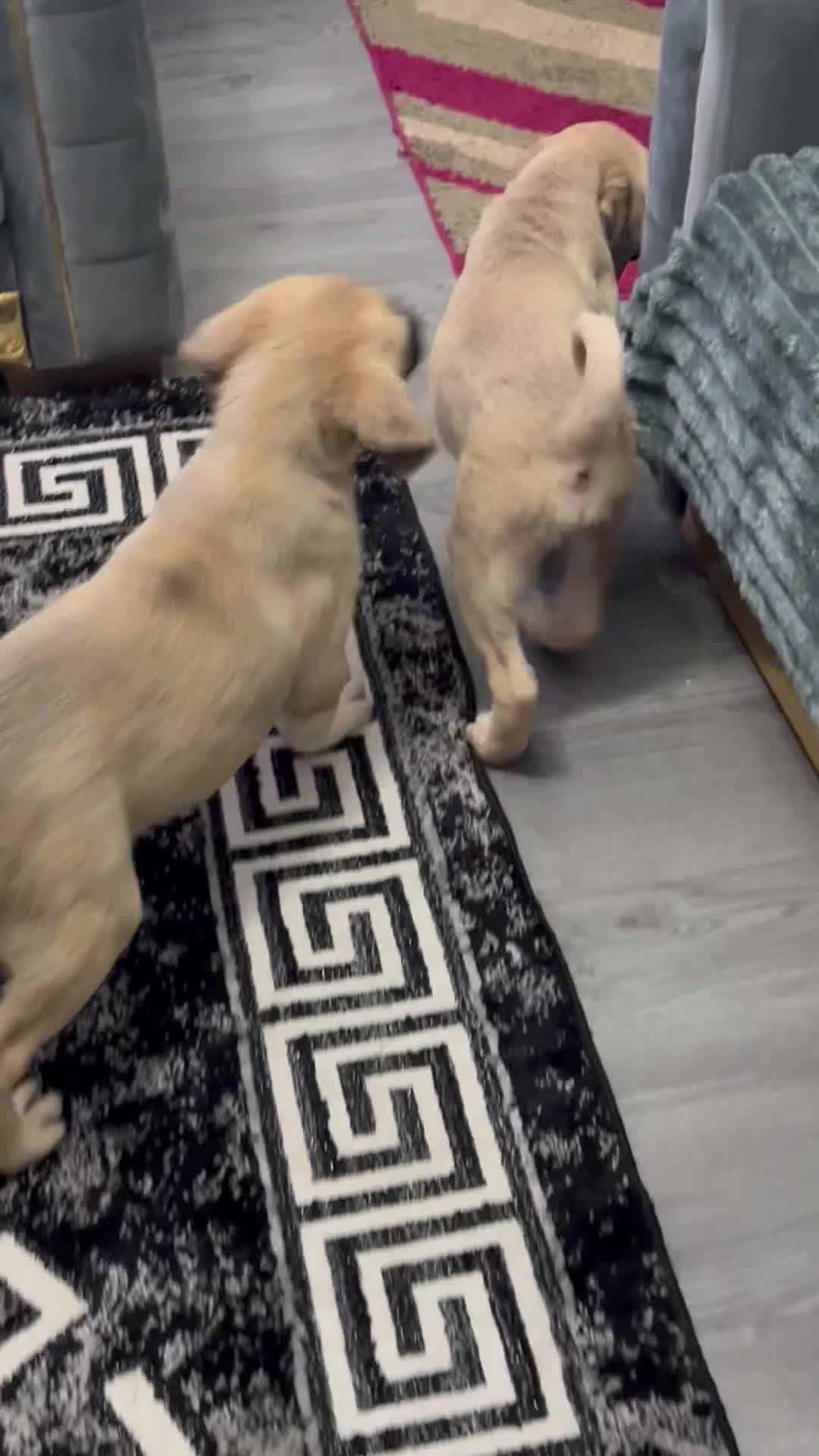 Turkish Kangal dogs for sale: I how Turkish kanga for sale  - Video 1