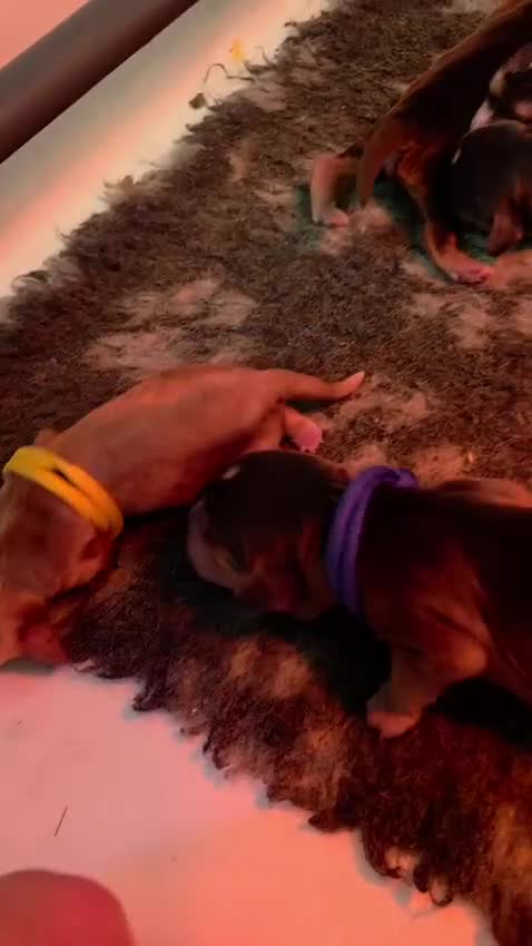 Cockapoo dogs for sale: Stunning Cockapoo Pups - Video 1