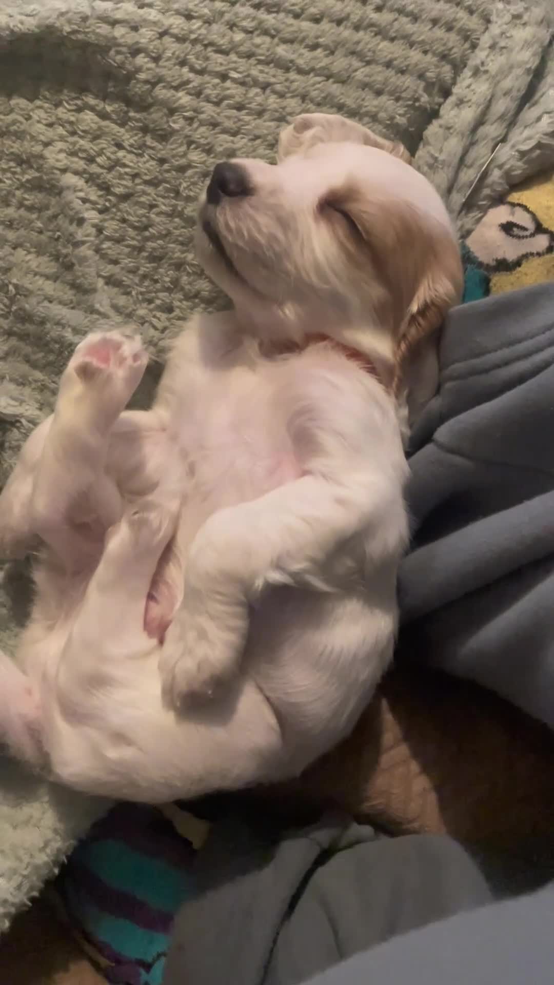 Cockapoo dogs for sale: Cocker spaniel x F1B cockapoo - Video 2