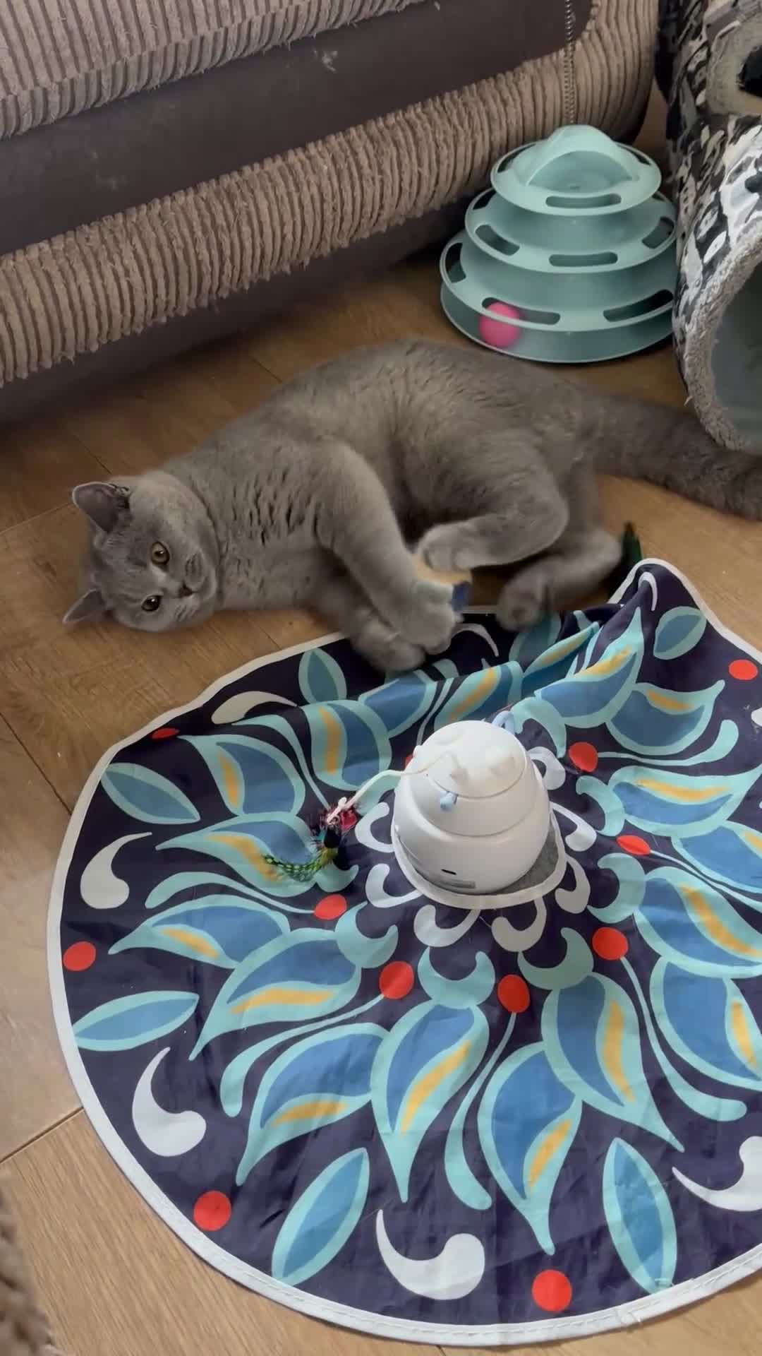 British Shorthair cats for sale: Excellent Champion line  - Video 2