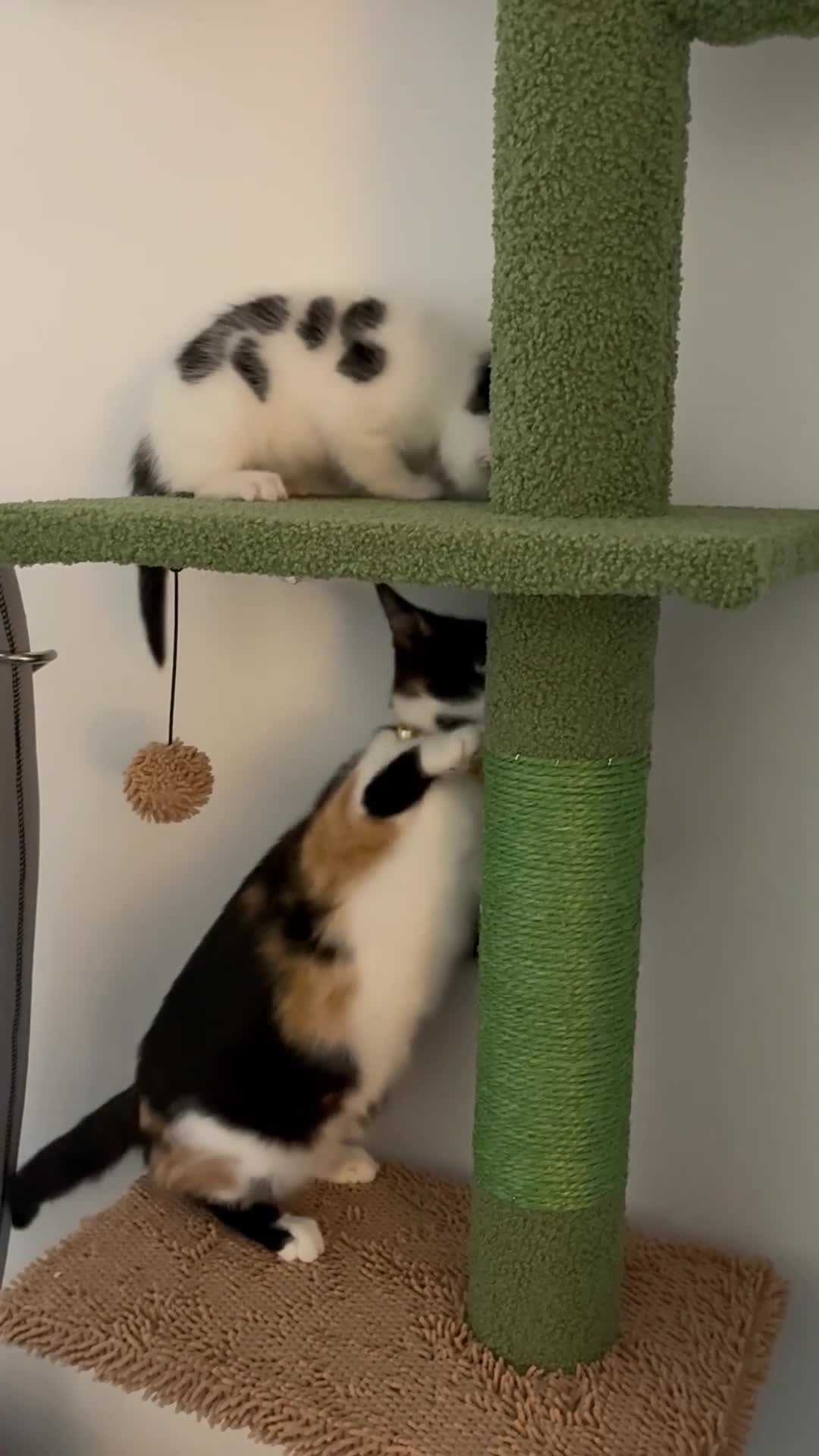 Mixed Breed cats for sale: Black and White Inkblot Male Kitten - Video 1