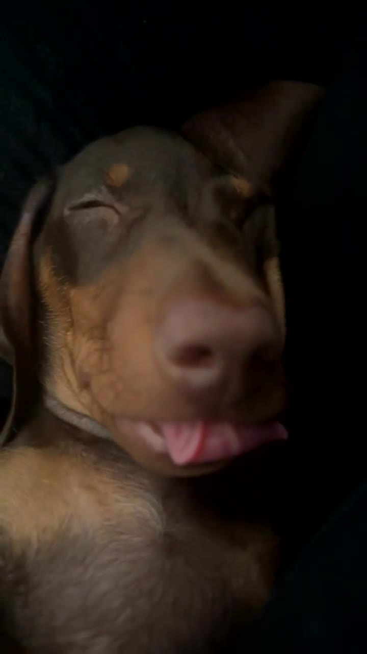 Dachshund dogs for stud: Stud Available — “Rolo” the Chocolate Dachshund  - Video 1