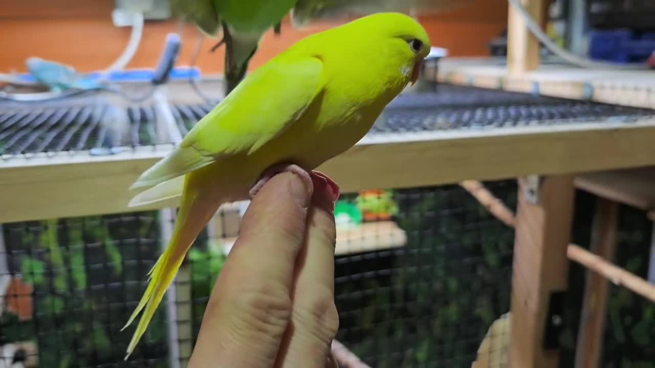 Budgerigars birds for sale: Young budgerigars for sale. - Video 1