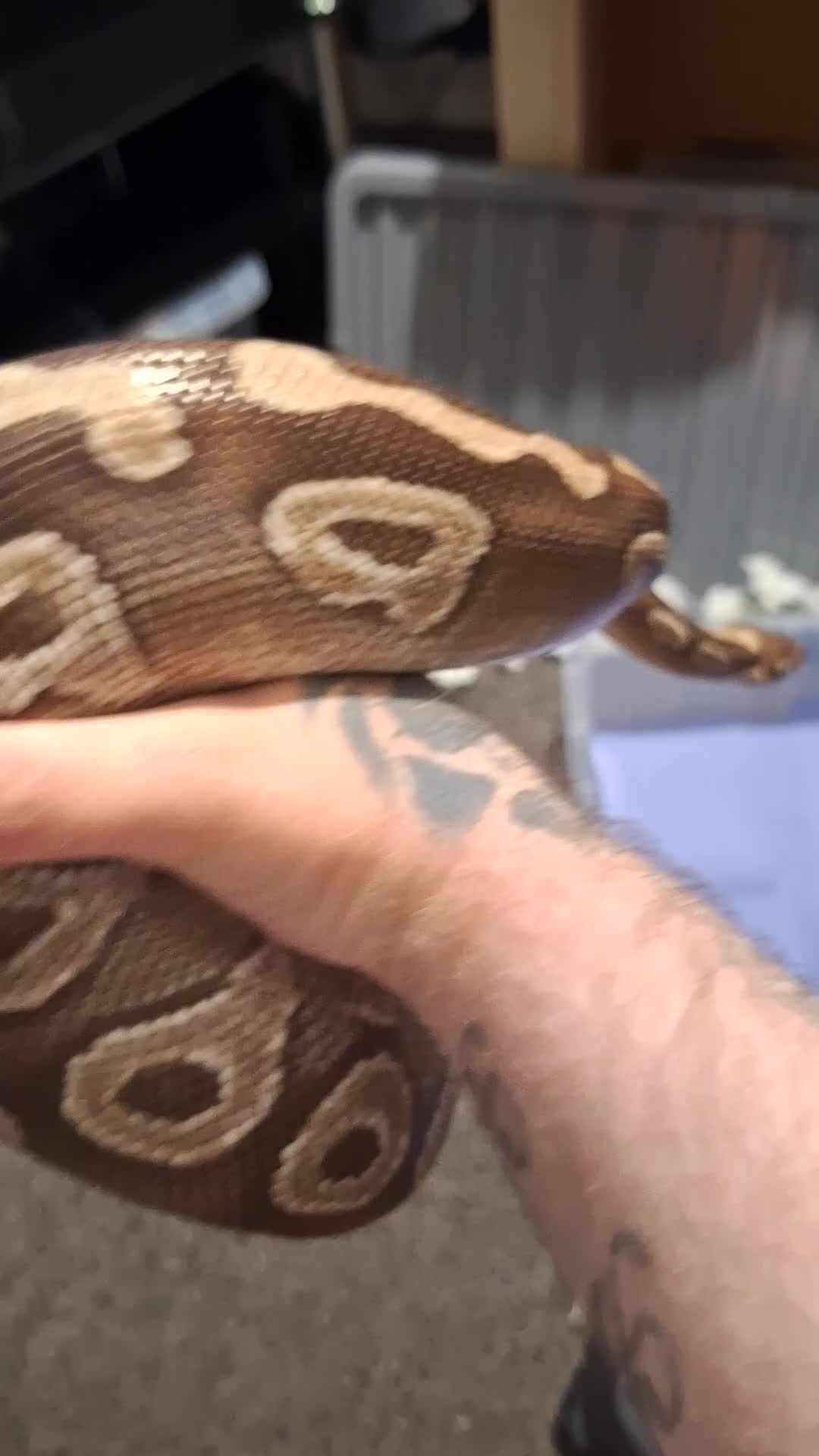 Python Snake reptiles for sale: Majova morph ball python female  - Video 1