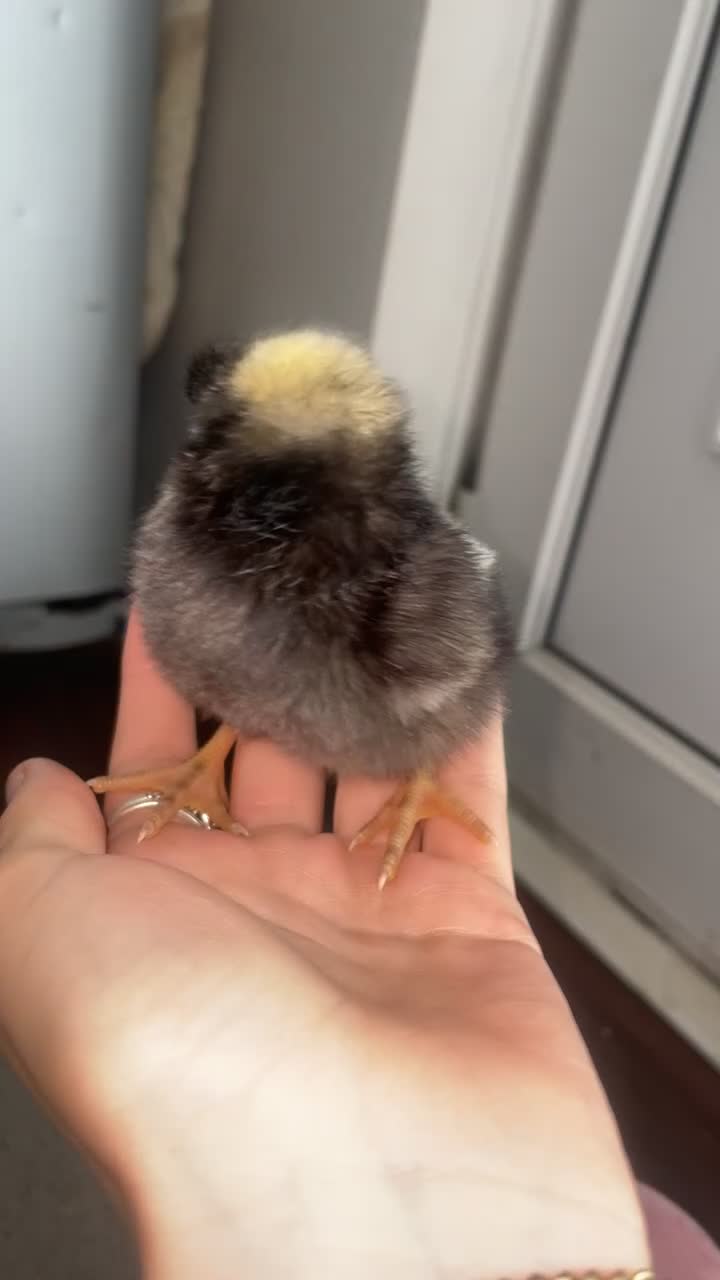 Chickens poultry for sale: 3 unsexed chicks - Video 2