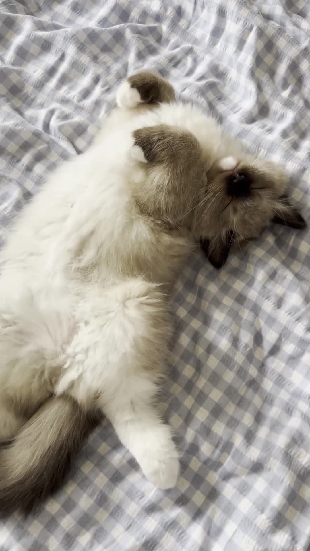 Ragdoll cats for sale: Gorgeous ragdoll kittens- boy + girl  - Video 2