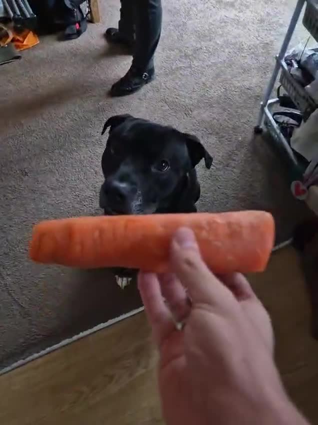 Mixed Breed dogs for adoption: 💙PO💙 5 yo boy- gentle, kind and loving soul - Video 2