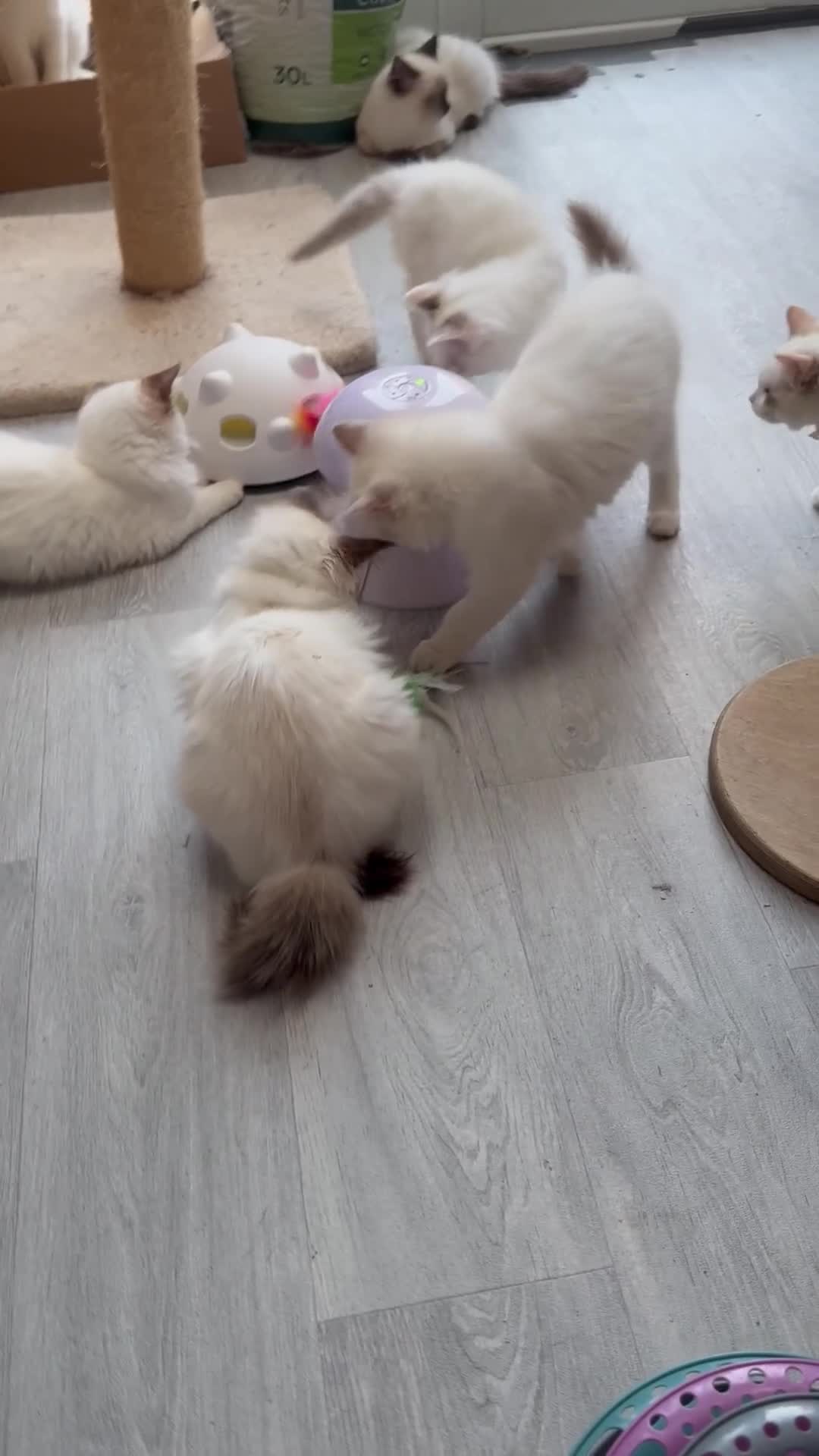 Ragdoll cats for sale: 💙🩷GCCF RAGDOLL KITTENS M&F 14WKS AWARD WINS 🥇 - Video 2