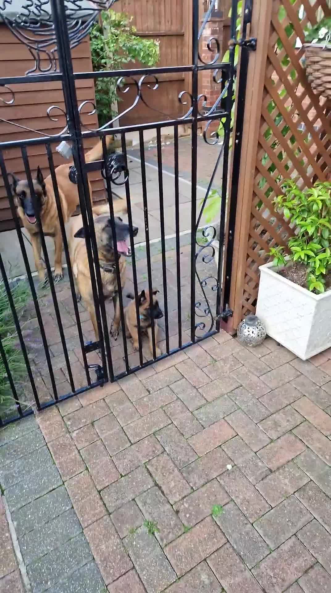 Belgian Shepherd Dog dogs for sale: Malinois Puppy for Sale - Pure, Healthy, KC Regist - Video 1