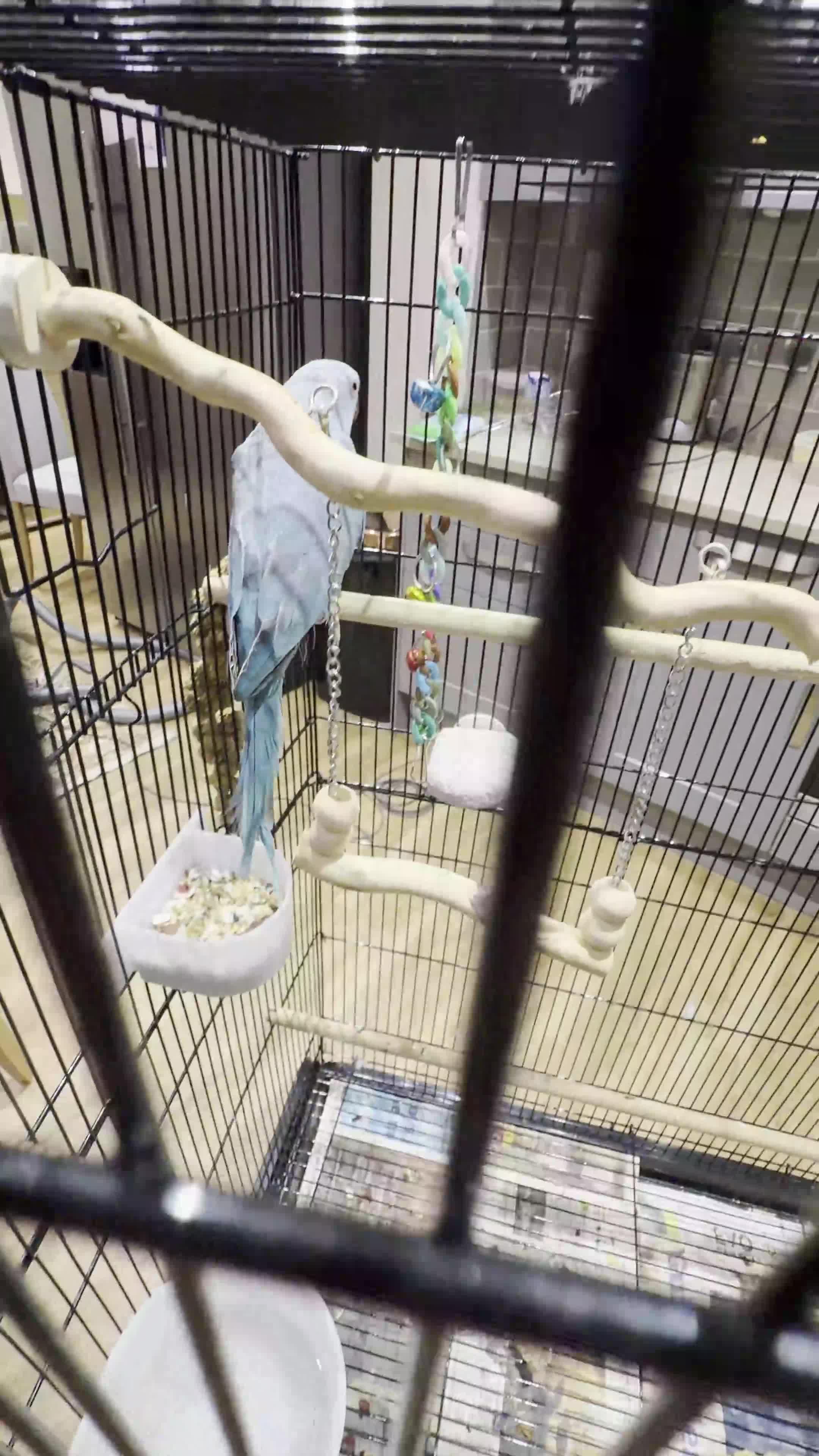 Ringnecks birds for sale: Beautiful Blue Indian Ringneck Parrot – 5 Months - Video 1