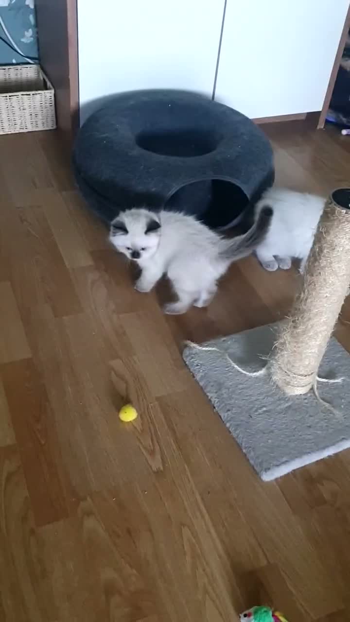 Ragdoll cats for sale: 4 x Fluffy Ragdoll Chocolate Sealpoint kittens - Video 2
