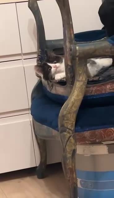 Mixed Breed cats for sale: Beautiful fluffy girl - Video 1