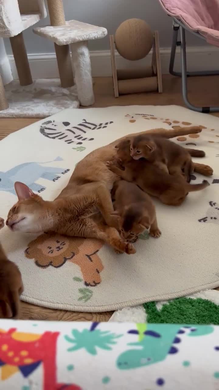 Abyssinian cats for sale: Abyssinian kittens  - Video 1